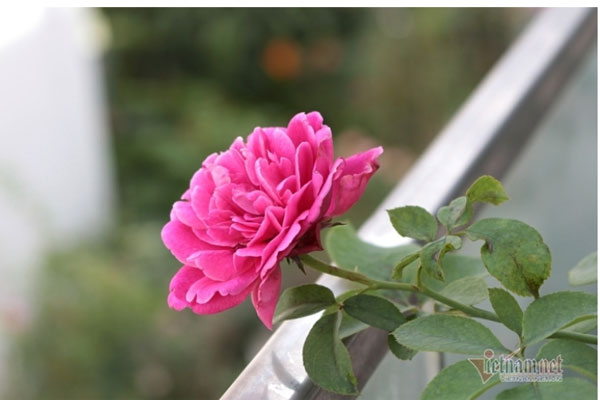 Bắt gặp chị dâu ngoại tình, tôi lặng người khi nghe những lời bao biện-1