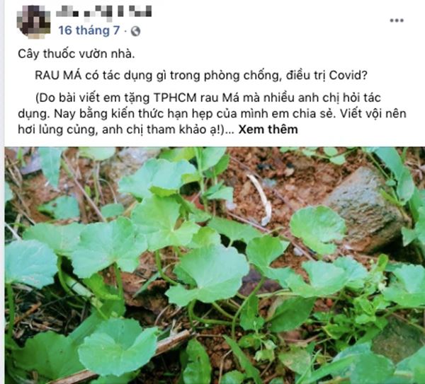 Rộ thông tin dùng rau má làm bài thuốc phòng và điều trị COVID-19: Liệu có thực sự thần thánh như lời đồn?-1
