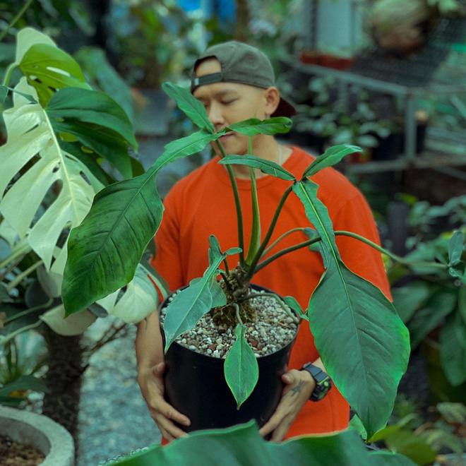 Chàng trai Sài Gòn chi 4 tỷ đồng phủ xanh nhà với bạt ngàn cây, bộ sưu tập tận hơn trăm loài ngắm mà nể-2