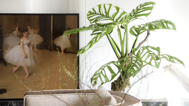 Chàng trai Sài Gòn chi 4 tỷ đồng phủ xanh nhà với bạt ngàn cây, bộ sưu tập tận hơn trăm loài ngắm mà nể-9