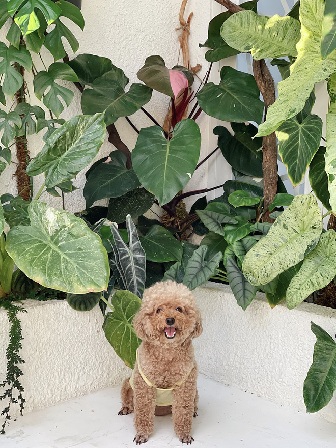 Chàng trai Sài Gòn chi 4 tỷ đồng phủ xanh nhà với bạt ngàn cây, bộ sưu tập tận hơn trăm loài ngắm mà nể-16