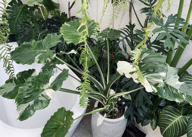 Chàng trai Sài Gòn chi 4 tỷ đồng phủ xanh nhà với bạt ngàn cây, bộ sưu tập tận hơn trăm loài ngắm mà nể-18