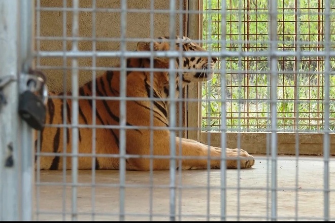 Vụ cứu 17 con hổ: Phí chăm sóc 20 triệu đồng/ngày, chưa có đơn vị nhận nuôi-1