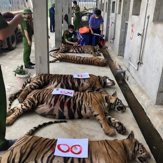 Vụ cứu 17 con hổ: Phí chăm sóc 20 triệu đồng/ngày, chưa có đơn vị nhận nuôi-2