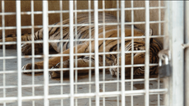 Vụ cứu 17 con hổ: Phí chăm sóc 20 triệu đồng/ngày, chưa có đơn vị nhận nuôi-4