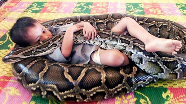 Đứa trẻ ôm trăn khổng lồ, lọt thỏm trong thân hình đồ sộ của con vật khiến ai nấy rụng rời chân tay, sự tình phía sau là gì?-1