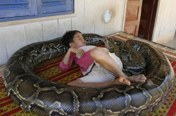 Đứa trẻ ôm trăn khổng lồ, lọt thỏm trong thân hình đồ sộ của con vật khiến ai nấy rụng rời chân tay, sự tình phía sau là gì?-2