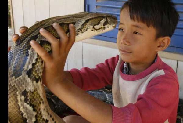 Đứa trẻ ôm trăn khổng lồ, lọt thỏm trong thân hình đồ sộ của con vật khiến ai nấy rụng rời chân tay, sự tình phía sau là gì?-3