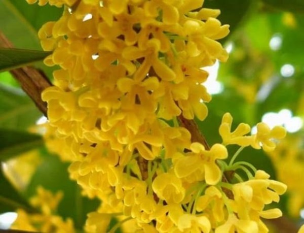 Những người sinh ngày âm lịch này, tuổi trẻ khó khăn nhưng nhờ chăm chỉ nỗ lực mà hậu vận bứt phá thành công, cuộc sống hạnh phúc-3