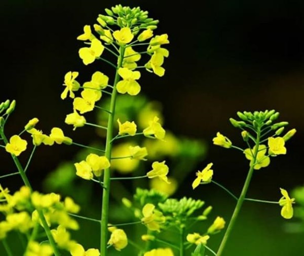 Những người sinh ngày âm lịch này, tuổi trẻ khó khăn nhưng nhờ chăm chỉ nỗ lực mà hậu vận bứt phá thành công, cuộc sống hạnh phúc-2