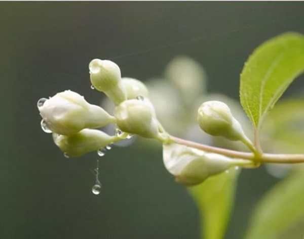 Những người sinh ngày âm lịch này, tuổi trẻ khó khăn nhưng nhờ chăm chỉ nỗ lực mà hậu vận bứt phá thành công, cuộc sống hạnh phúc-1