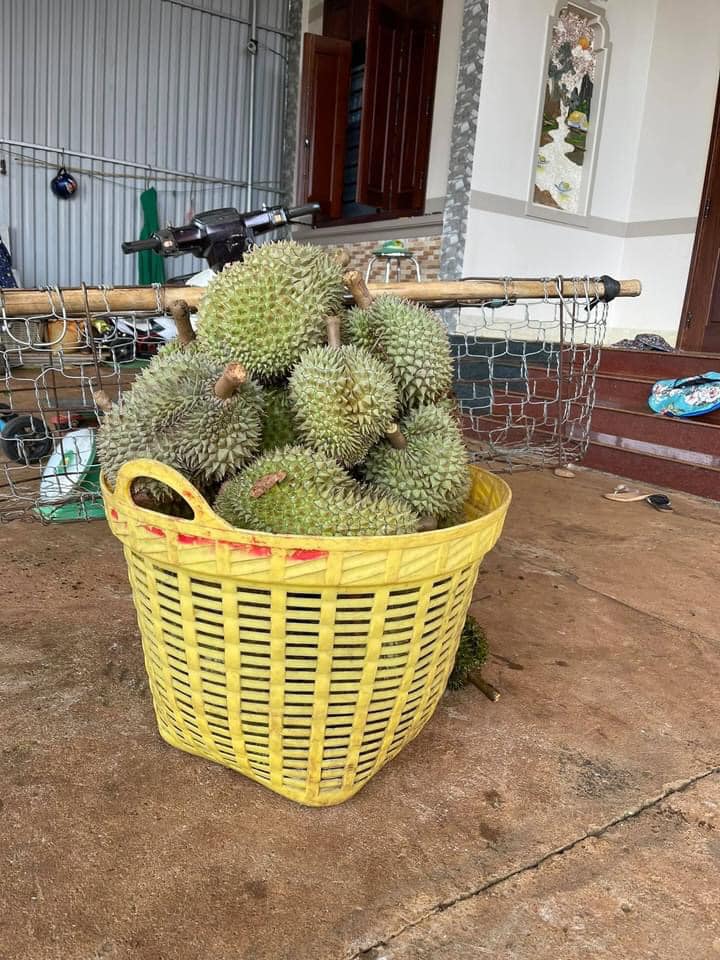 Sầu riêng Đắk Lắk vào chính vụ, chị em đặt hàng với giá chỉ 35.000 đồng/kg ở chợ mạng-1