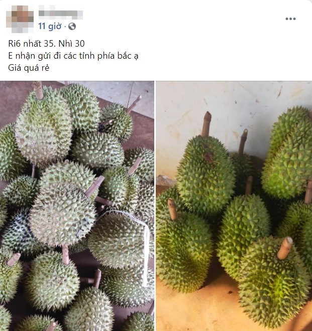 Sầu riêng Đắk Lắk vào chính vụ, chị em đặt hàng với giá chỉ 35.000 đồng/kg ở chợ mạng-3