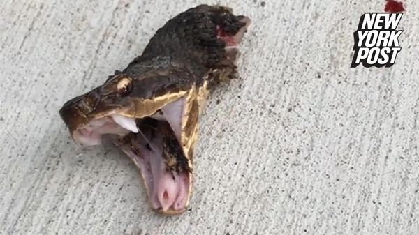 Chặt đầu con rắn để nấu súp, 20 phút sau quay lại định vứt cái đầu vào thùng rác, đầu bếp chỉ kịp kêu lên 1 tiếng-3