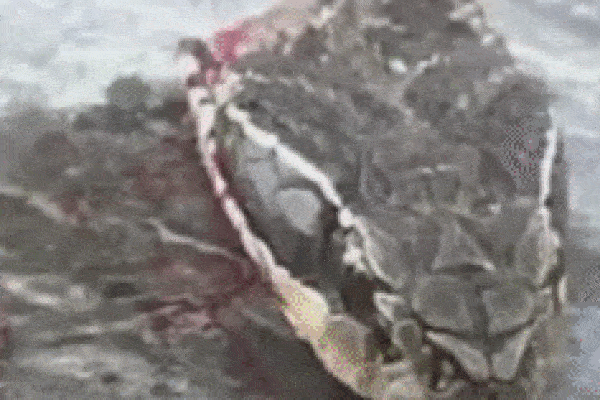 Cặp rắn quấn quýt đến nỗi rơi từ trần nhà xuống sàn phòng ngủ, tưởng mặn nồng ai ngờ nội tình cực kỳ căng thẳng-3