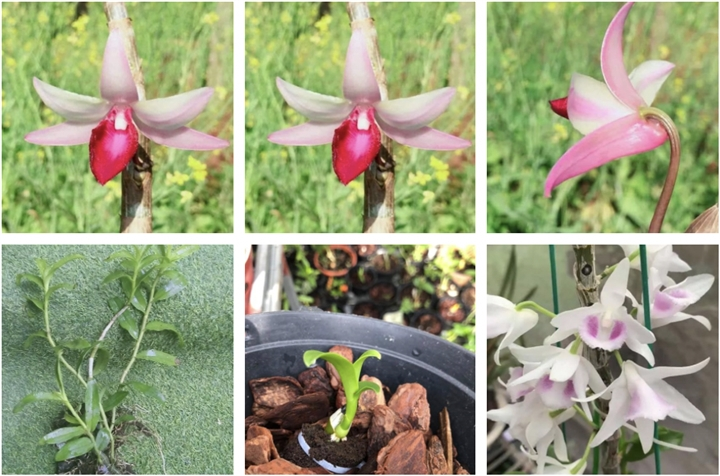 Lan đột biến tiền tỷ biến thành của nợ-2