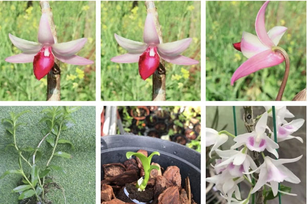 Đột quỵ vì lan đột biến-3