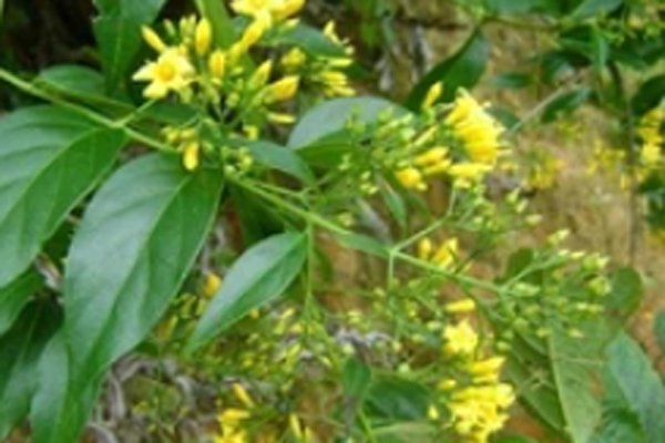 Nam Định: Cảnh sát giải cứu cô gái bị bố đẻ bắt làm con tin trong nhà nhiều giờ liền-2