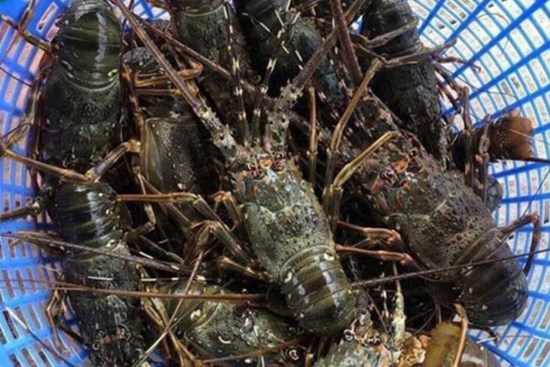 Tôm hùm giảm giá hơn 1 triệu đồng/kg vẫn khó bán