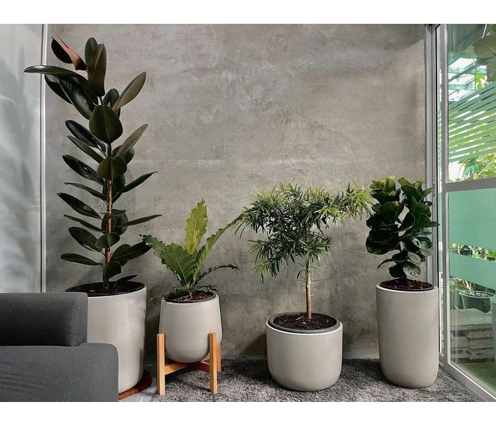 Các loại cây trong nhà thanh lọc không khí cực tốt, vừa tô điểm&nbsp;cho không gian sống, vừa giúp&nbsp;gia chủ thêm khỏe mạnh, vui tươi-1