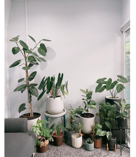Các loại cây trong nhà thanh lọc không khí cực tốt, vừa tô điểm&nbsp;cho không gian sống, vừa giúp&nbsp;gia chủ thêm khỏe mạnh, vui tươi-2