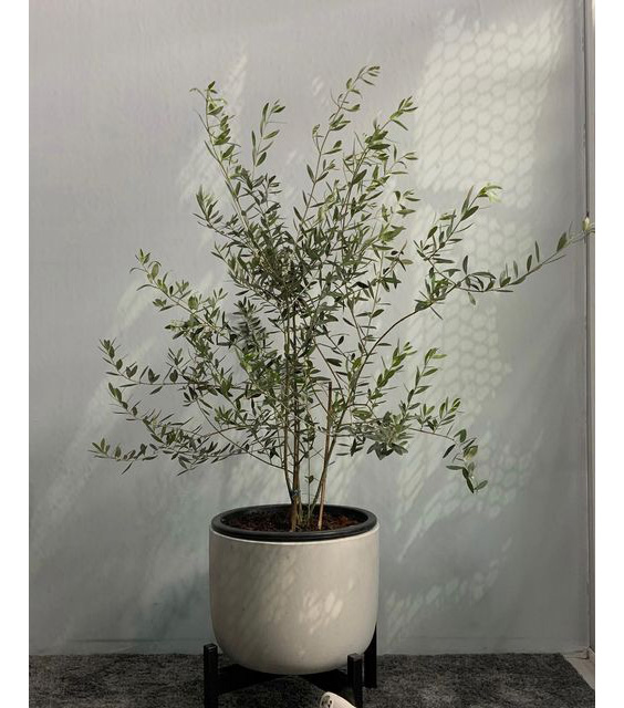 Các loại cây trong nhà thanh lọc không khí cực tốt, vừa tô điểm cho không gian sống, vừa giúp gia chủ thêm khỏe mạnh, vui tươi-4