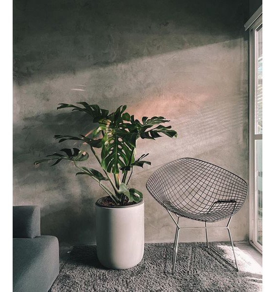 Các loại cây trong nhà thanh lọc không khí cực tốt, vừa tô điểm cho không gian sống, vừa giúp gia chủ thêm khỏe mạnh, vui tươi-6