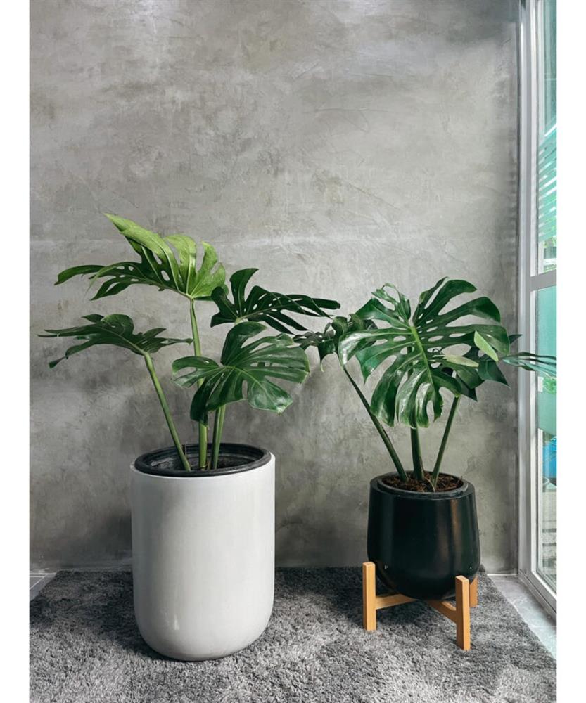 Các loại cây trong nhà thanh lọc không khí cực tốt, vừa tô điểm cho không gian sống, vừa giúp gia chủ thêm khỏe mạnh, vui tươi-7