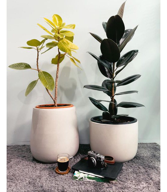 Các loại cây trong nhà thanh lọc không khí cực tốt, vừa tô điểm cho không gian sống, vừa giúp gia chủ thêm khỏe mạnh, vui tươi-5