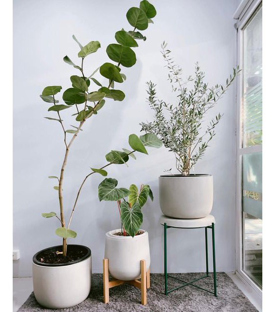 Các loại cây trong nhà thanh lọc không khí cực tốt, vừa tô điểm cho không gian sống, vừa giúp gia chủ thêm khỏe mạnh, vui tươi-3