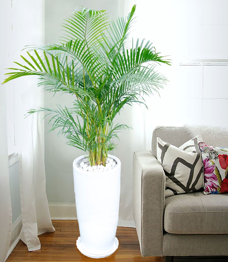 Các loại cây trong nhà thanh lọc không khí cực tốt, vừa tô điểm cho không gian sống, vừa giúp gia chủ thêm khỏe mạnh, vui tươi-10