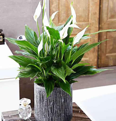 Các loại cây trong nhà thanh lọc không khí cực tốt, vừa tô điểm cho không gian sống, vừa giúp gia chủ thêm khỏe mạnh, vui tươi-13