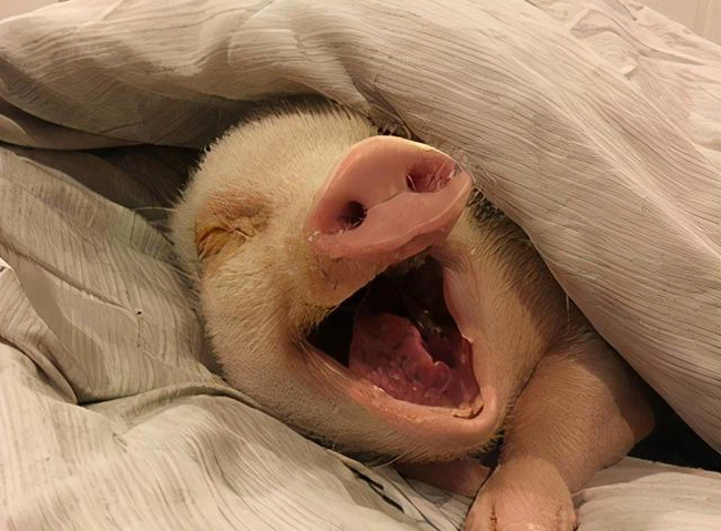 Bài văn tả ước mơ làm heo của học sinh tiểu học có lý lẽ không thể thuyết phục hơn, đáng giá nhất là nhận xét của giáo viên-2