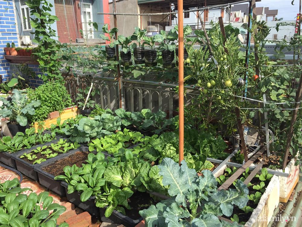 Sân thượng 25m² phủ kín rau quả tốt tươi nhờ kinh nghiệm tận dụng mai cua xin ngoài chợ làm nước tưới của mẹ đảm Đồng Nai-1