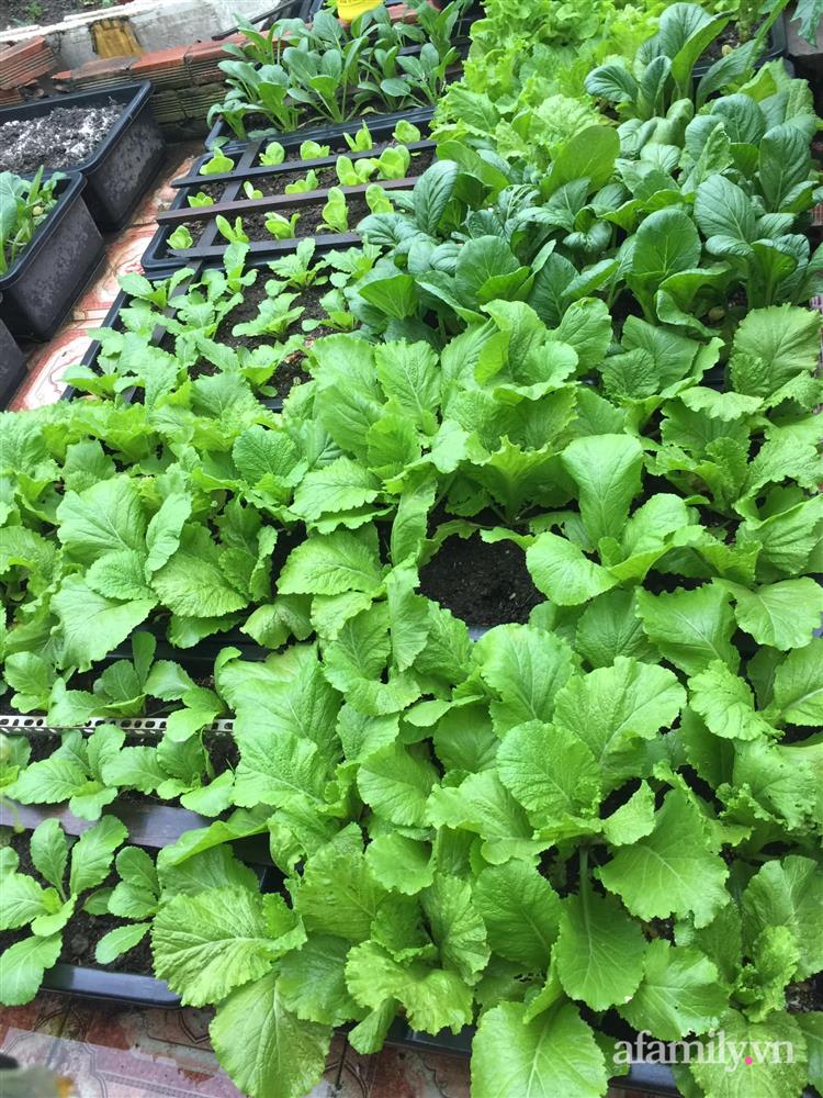 Sân thượng 25m² phủ kín rau quả tốt tươi nhờ kinh nghiệm tận dụng mai cua xin ngoài chợ làm nước tưới của mẹ đảm Đồng Nai-3