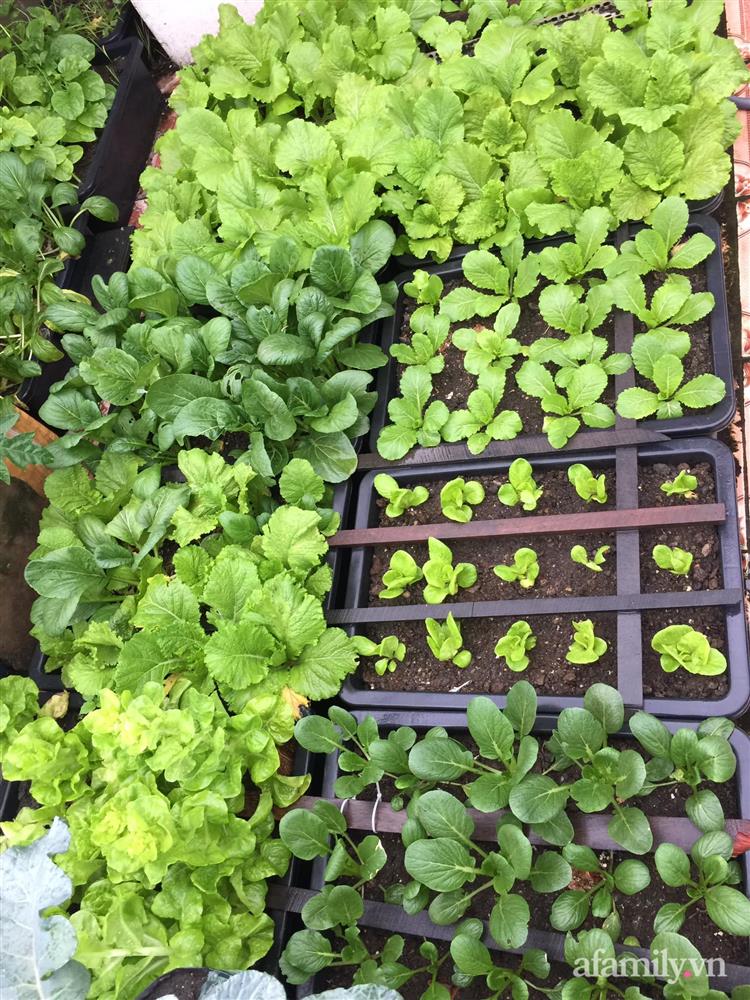 Sân thượng 25m² phủ kín rau quả tốt tươi nhờ kinh nghiệm tận dụng mai cua xin ngoài chợ làm nước tưới của mẹ đảm Đồng Nai-4