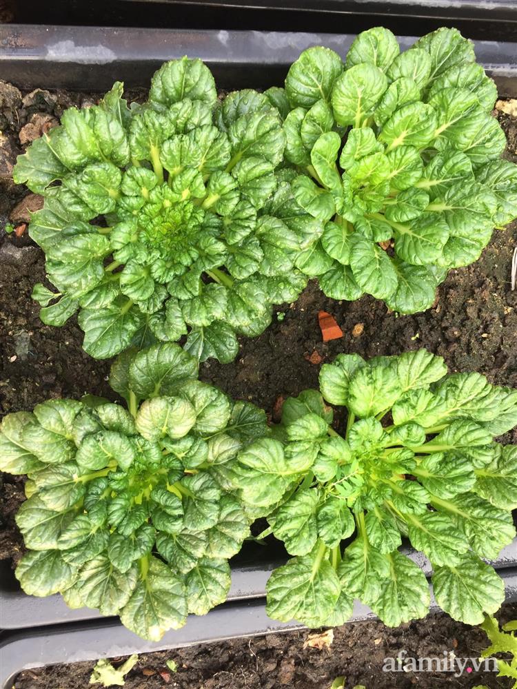 Sân thượng 25m² phủ kín rau quả tốt tươi nhờ kinh nghiệm tận dụng mai cua xin ngoài chợ làm nước tưới của mẹ đảm Đồng Nai-5