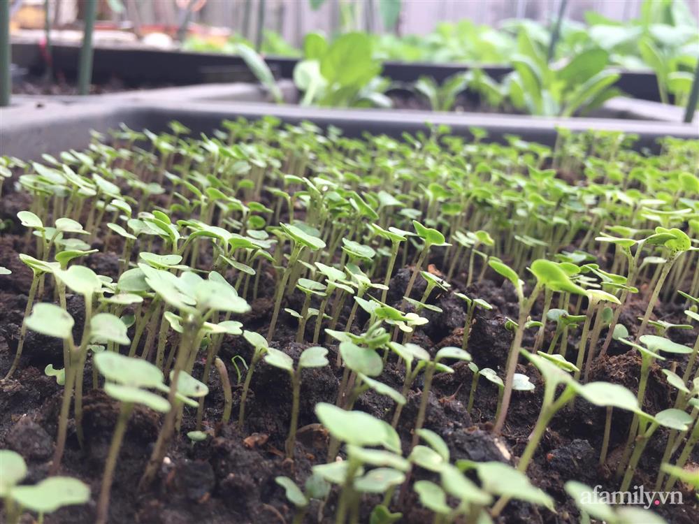 Sân thượng 25m² phủ kín rau quả tốt tươi nhờ kinh nghiệm tận dụng mai cua xin ngoài chợ làm nước tưới của mẹ đảm Đồng Nai-10