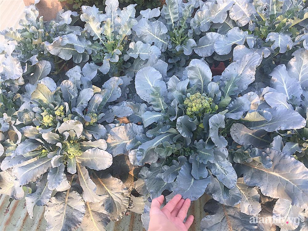 Sân thượng 25m² phủ kín rau quả tốt tươi nhờ kinh nghiệm tận dụng mai cua xin ngoài chợ làm nước tưới của mẹ đảm Đồng Nai-7