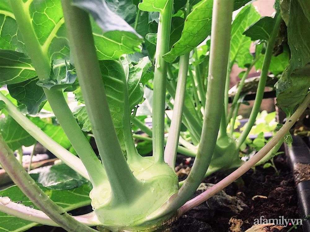 Sân thượng 25m² phủ kín rau quả tốt tươi nhờ kinh nghiệm tận dụng mai cua xin ngoài chợ làm nước tưới của mẹ đảm Đồng Nai-8