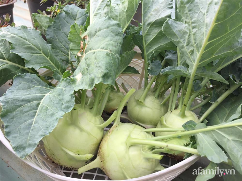 Sân thượng 25m² phủ kín rau quả tốt tươi nhờ kinh nghiệm tận dụng mai cua xin ngoài chợ làm nước tưới của mẹ đảm Đồng Nai-9