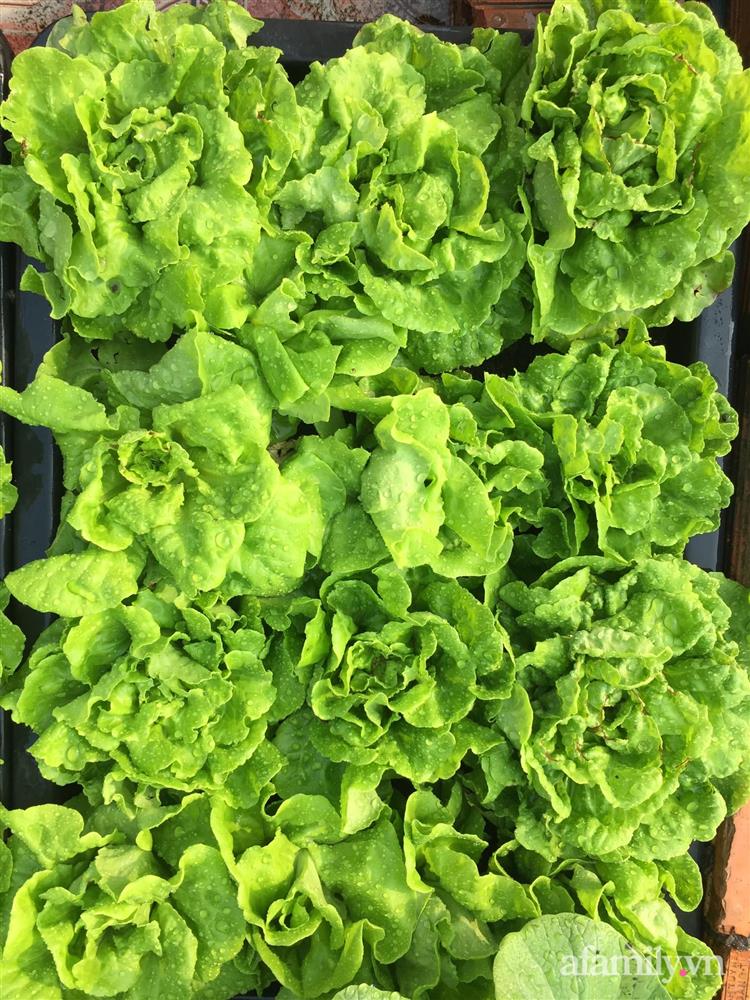 Sân thượng 25m² phủ kín rau quả tốt tươi nhờ kinh nghiệm tận dụng mai cua xin ngoài chợ làm nước tưới của mẹ đảm Đồng Nai-16