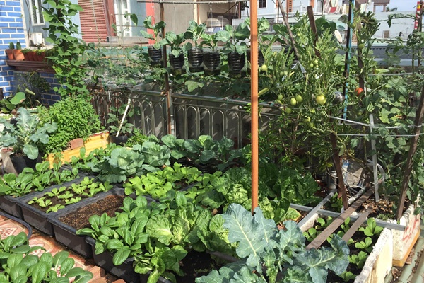 Khu vườn sân thượng nhỏ nhưng rau gì cũng có của mẹ đảm ở Hà Nội-30