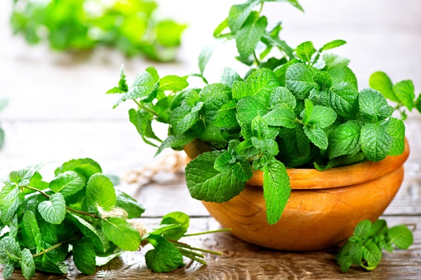 Đánh vụ táo chua, mỗi ngày chốt đơn 3 tạ, bỏ túi triệu bạc-3