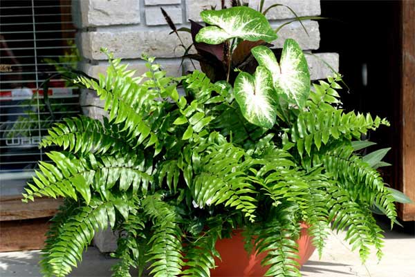 Các loại cây trong nhà thanh lọc không khí cực tốt, vừa tô điểm cho không gian sống, vừa giúp gia chủ thêm khỏe mạnh, vui tươi-12