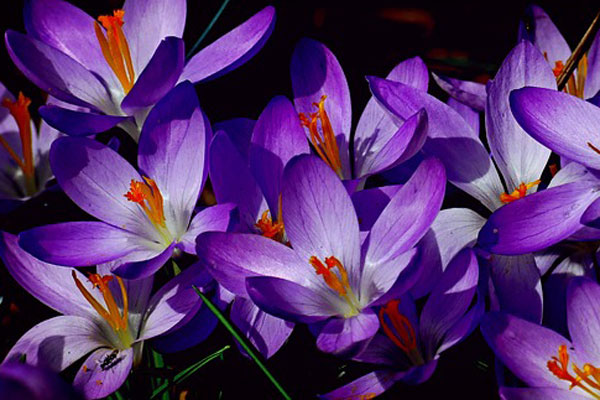 Tháng 8 âm lịch hoan hỷ, 3 con giáp này thời tới cản không kịp, vượt qua sóng gió và tìm được cơ hội đổi đời vào cuối năm-4