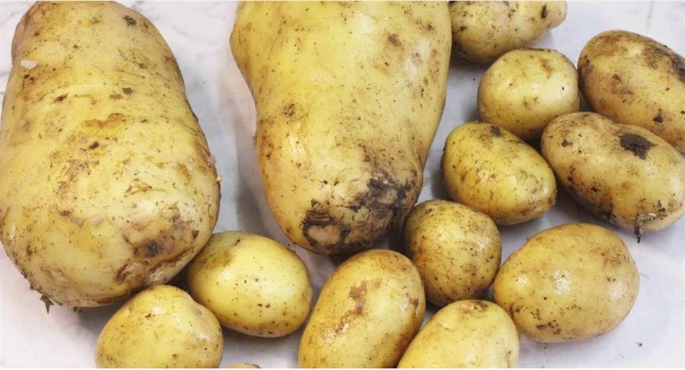 Khi mua khoai tây nên chọn củ to hay củ nhỏ? Nếu đã biết mẹo này, đừng nên chọn nhầm-1
