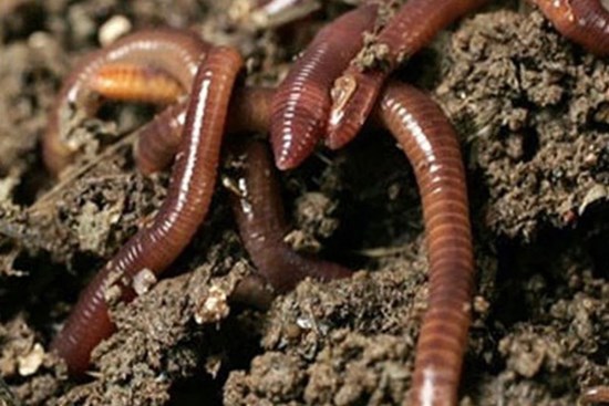 Nuốt địa long (giun đất) có phòng, chữa được bệnh Covid-19 không: Bộ Y tế chính thức lên tiếng