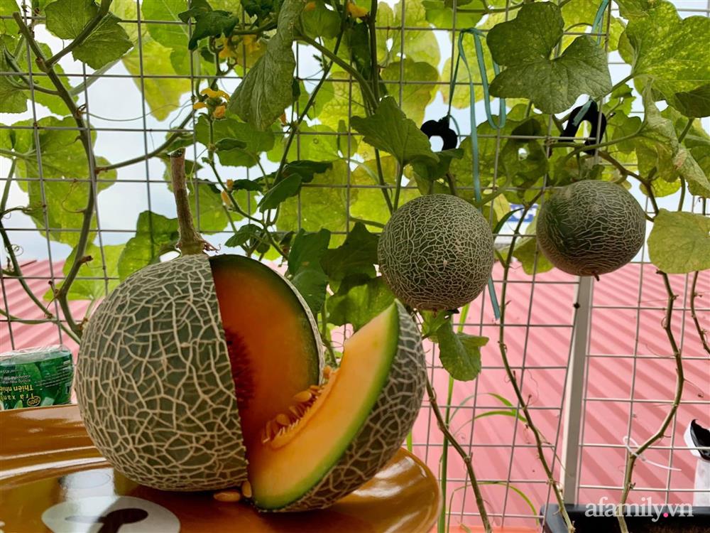 Khu vườn sân thượng nhỏ nhưng rau gì cũng có của mẹ đảm ở Hà Nội-6
