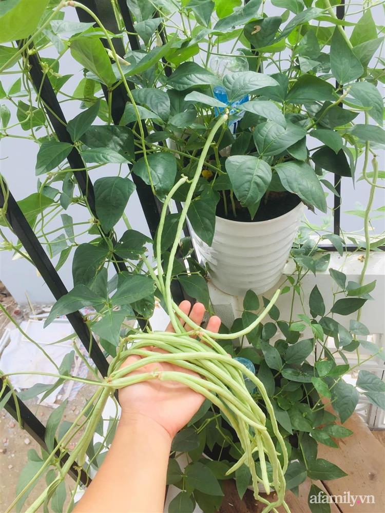 Khu vườn sân thượng nhỏ nhưng rau gì cũng có của mẹ đảm ở Hà Nội-10